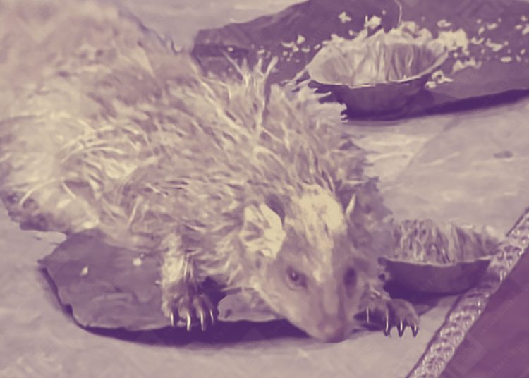 Half-Golden Mongoose & Kapoti – Chapter 50