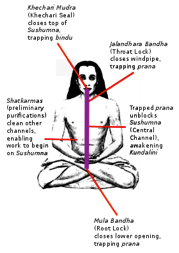 Pancha Prana Vayus and Chakras – Online Sanatan Yoga