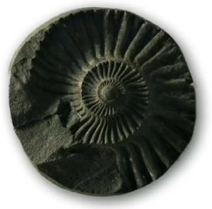 Shaligram Stone